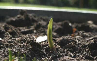 Bloom From the Inside Out: Eating for the  Spring Equinox — and the Caregivers Who  Need It Most